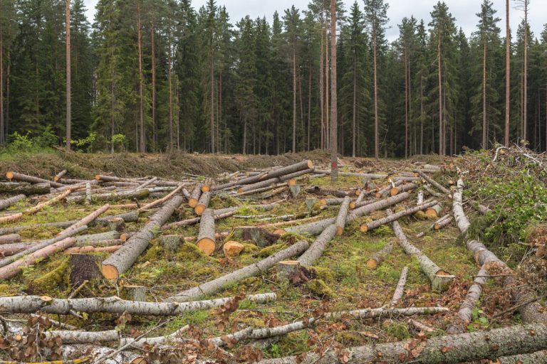 Kertami miškai gamtos rezervatuose – išvaloma teritorija NATO poligonams